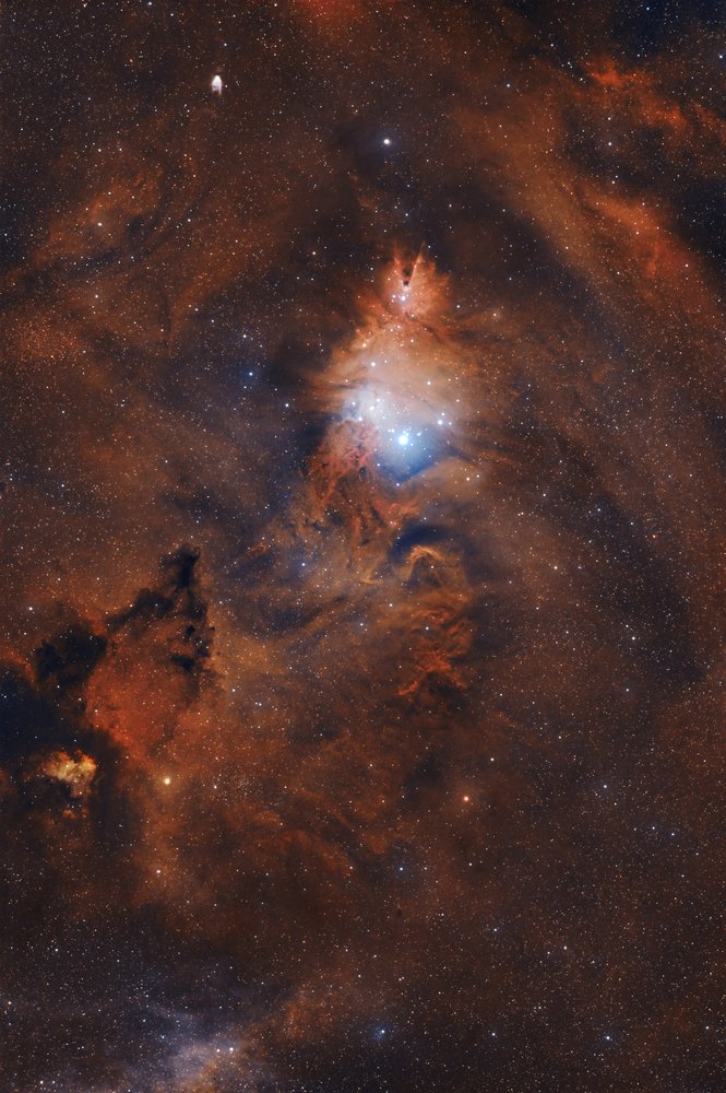 Cone & Fox Fur Nebulae (NGC 2264)